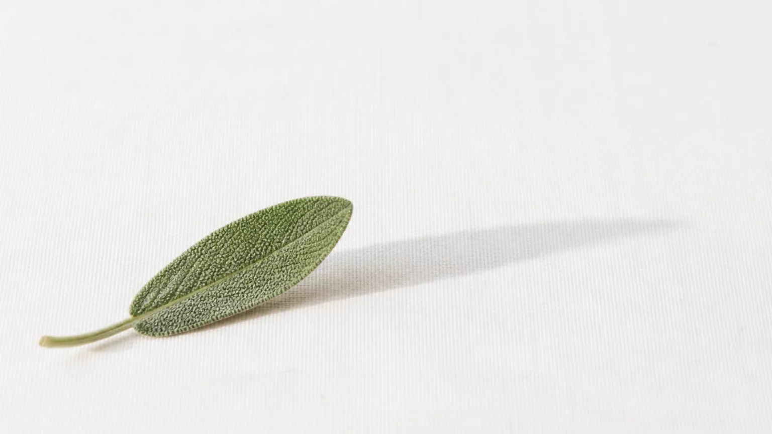 Hoja de salvia sobre fondo blanco.